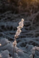 Scenic landscape of tall snow-covered plants against a backdrop of a setting sun