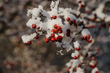 Majestic Rowan branch covered in snow and adorned with red berries