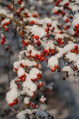 Majestic Rowan branch covered in snow and adorned with red berries