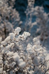 Scenic landscape of tall snow-covered trees against a backdrop of a setting sun