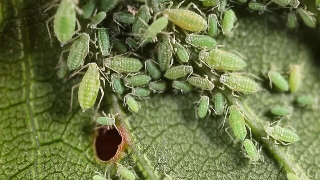 Aphid close-up on a green leaf. Insect-eating pests damage the leaves of the plant. Spoiled harvest, treatment with insecticides.