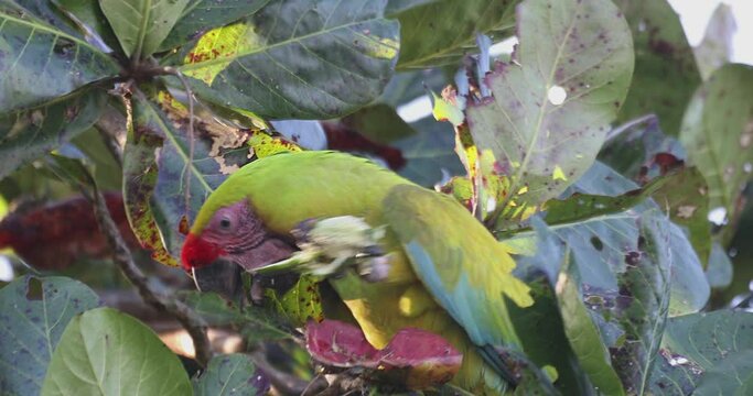Great green macaw (Ara ambiguus), also known as Buffon s macaw or the great military macaw. Ara ambiguus is listed as Critically Endangered. Tortuguero, Wildlife and birdwatching in Costa Rica.