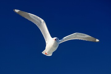 Seagull flying in a bright blue sky with its wings spread.