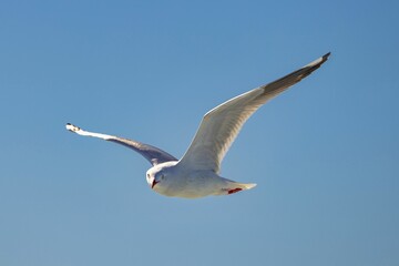Seagull flying in a bright blue sky with its wings spread.