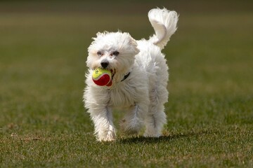 Adorable white Coton De Tulear puppy happily carrying a bright tennis ball on a lush park