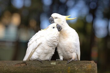 Two large yellow-crested cockatoo (Cacatua galeritabird) perched atop a log
