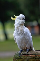 Adorable large yellow-crested cockatoo (Cacatua galeritabird) with a bright yellow crest