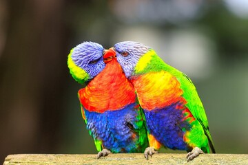 Two vibrant wax-billed parrots perched side-by-side atop a rail kissing each other
