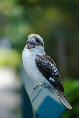 Laughing kookaburra perched atop a blue metal bench surrounded by a lush wooded area