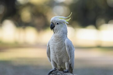Adorable large yellow-crested cockatoo (Cacatua galeritabird) with a bright yellow crest