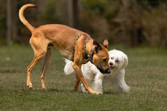 Playful Rhodesian Ridgeback and Coton De Tulear running side-by-side in an outdoor park
