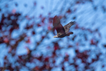 American bald eagle soars through trees
