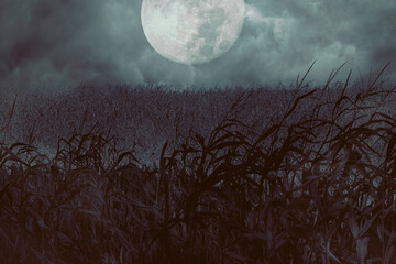Spooky cornfield lit by harvest moon