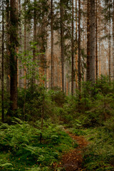 Landscape of beautiful pine forest in summer or autumn
