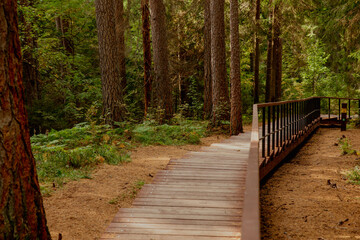 A path in a beautiful pine forest