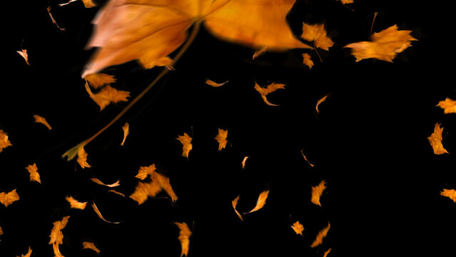 Autumn Leaves Transitions