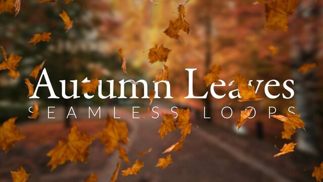 Autumn Leaves Loops