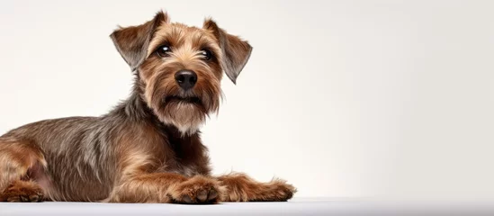 Rolgordijnen Delighted calm brown Kurzhaar Drathaar dog poses in studio Purebred isolated on white background Represents animals pets vet and friendship Copy space for ad or design © AkuAku