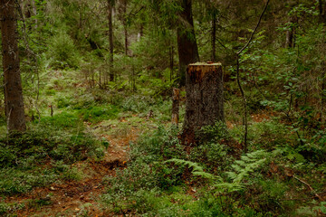 Stump with moss in a pine forest