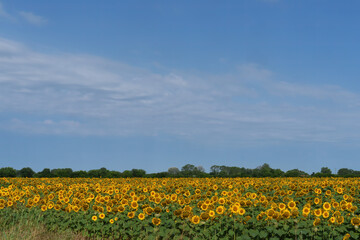 Cycleway in the Arno park near Marina di Pisa, Tuscany
