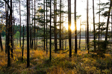 Sunset in the forest