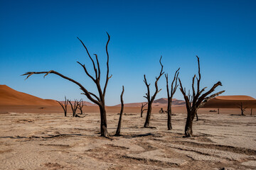 Abgestorbene Akazien im Deadvlei in Namibia