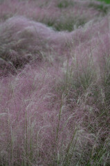 Dreamy field of pink plant