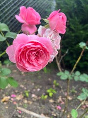 pink rose in garden