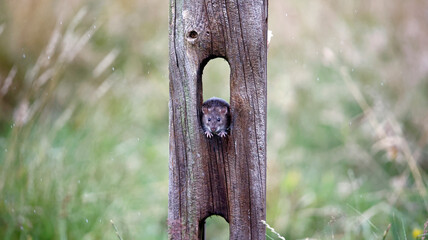Brown rats down on the farm