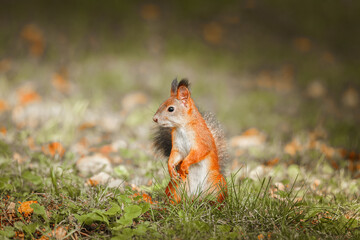Squirrel in the autumn park.