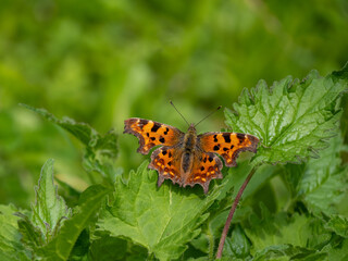 Comma Butterfly Resting with Wings Open