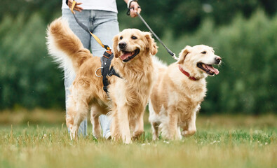 Holding animals by the leash. Woman with beautiful dogs are in the field outdoors