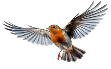  European Robin Bird Isolated on Transparent Background PNG. Generative AI © Haider