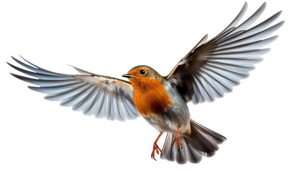 European Robin Bird Isolated on Transparent Background PNG. Generative AI