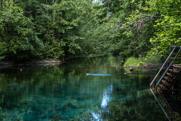 a beautiful green lake peeps through the green thickets of trees