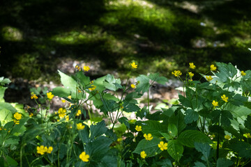 Spring early small flowers of yellow color against the background of water of different colors, from dark to bright green