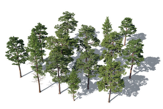 Rendered Top View Image Of A Group Of Pine Trees In Sunlight