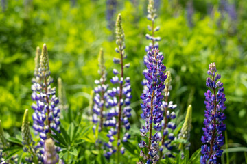 summer wild-growing blue-lilac lupine flowers with green leaves in the grass
