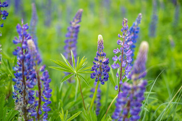 summer wild-growing blue-lilac lupine flowers with green leaves in the grass