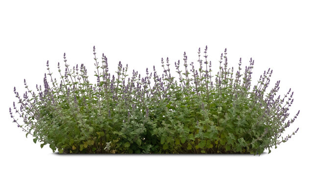 Blooming catnip isolated on white background