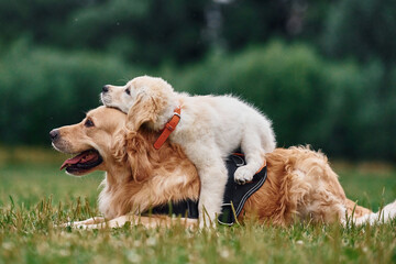 Adult and puppy golden retrievers. Two dogs are on the field outdoors - obrazy, fototapety, plakaty