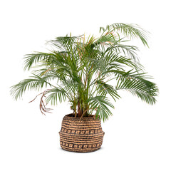 Small palm tree in a woven basket isolated on white background
