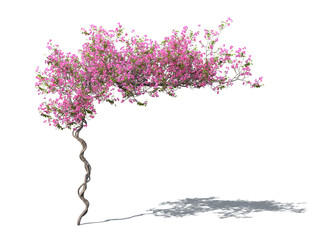 Rendered image of a blooming vine bougainvillea with pink blossoms © Martin