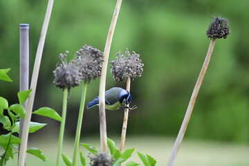 Blue tit in on onion flower stems, searching for hidden moths and worms. Wildlife helps us to control garden pests.
