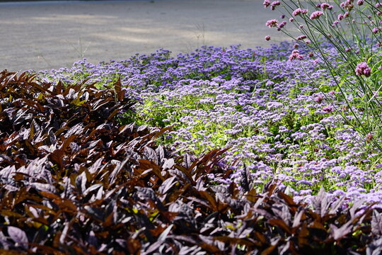 Bepflanzung von Beeten mit der Farbe lila und dunkellila