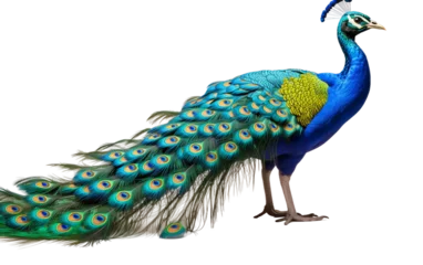 Keuken spatwand met foto Majestic Indian Peafowl Bird in from Back Isolated on Transparent Background PNG. Generative AI © Haider