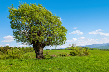 Old willow tree growing on a green meadow