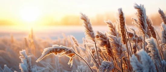 Abwaschbare Fototapete Gras Spring frosts damaged winter crops and frozen plants in the meadow at sunrise affecting the sowing of wheat in agricultural fields covered with hoarfrost during the spring campaign