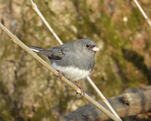 Dark Eyed Junco (Junco hyemalis) Backyard Bird of North America