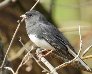 Dark Eyed Junco (Junco hyemalis) Backyard Bird of North America